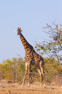 Side view of giraffe against clear sky