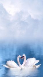 Swan floating on lake