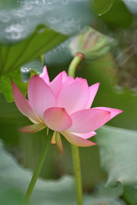 Close-up of pink water lily