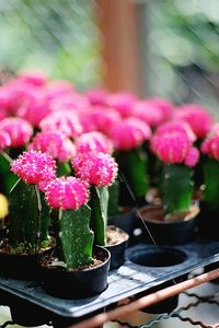 Close-up of pink potted plant