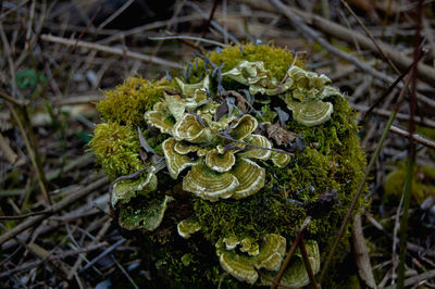 Close-up of mushroom growing on field