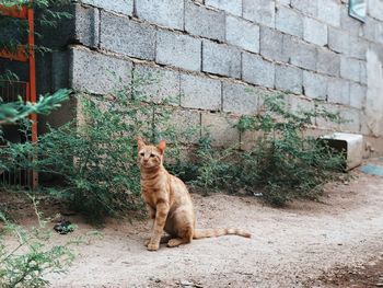 Cat sitting on land against wall