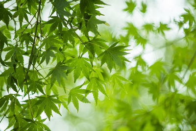 Close-up of fresh green leaves