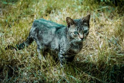 Cat standing in the garden