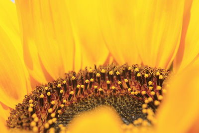 Close-up of sunflower