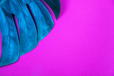 Close-up of pink blue flower