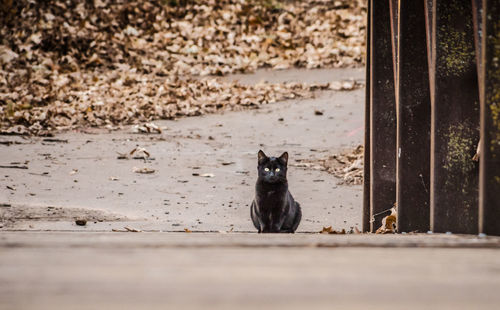 Portrait of black cat sitting outdoors
