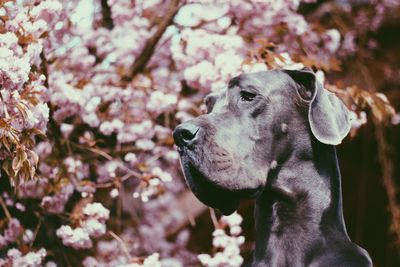 Close-up of dog on tree