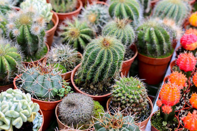 High angle view of potted plants