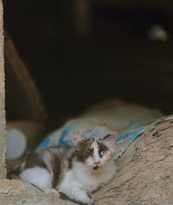 Portrait of cat resting on floor