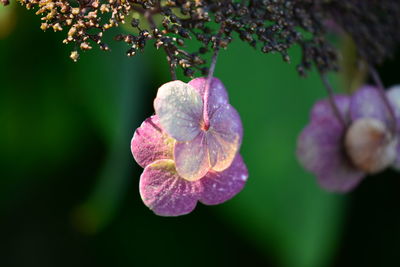 Close-up of purple flowering plant