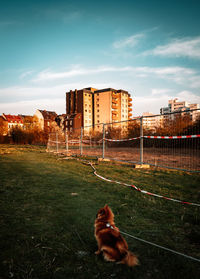 View of a horse on field