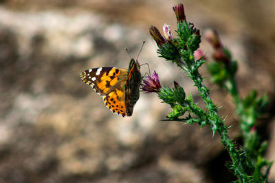 Close-up of butterfly pollinating on flower