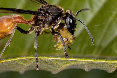 Close-up of insect