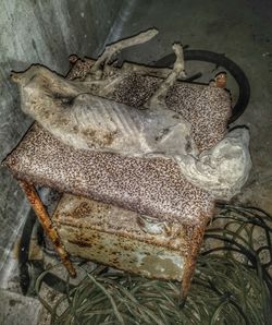 High angle view of fish in container