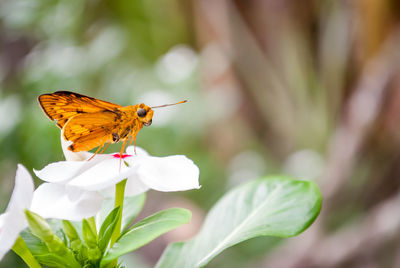 Close-up of butterfly pollinating on flower