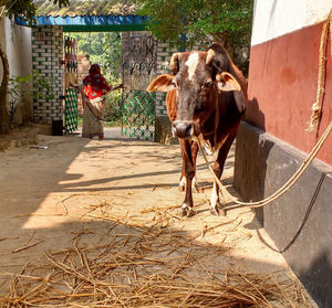 Cow by building with woman in background