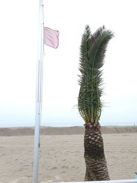 Coconut palm tree on beach against clear sky