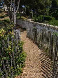 Footpath amidst trees in forest