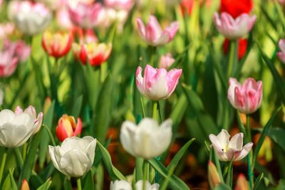 Close-up of purple crocus flowers growing on field