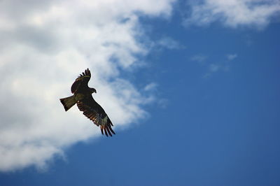 Low angle view of eagle flying in sky