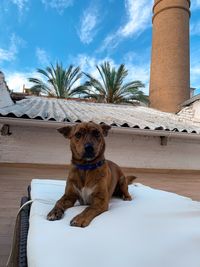 Dog sitting in a front of built structure against sky