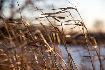 Close-up of plants against sky