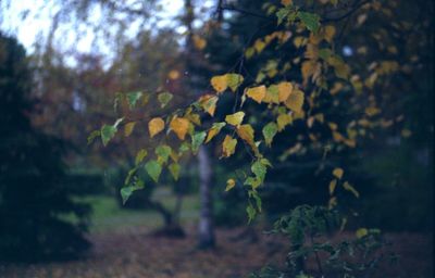 Close-up of plant in autumn
