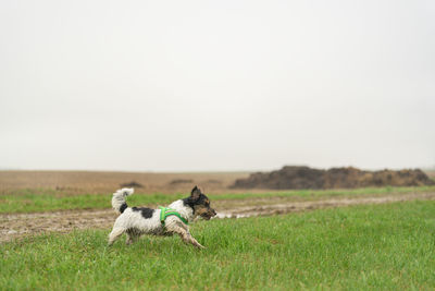 View of a sheep on field