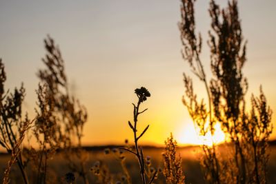 Close-up of stalks against sky at sunset