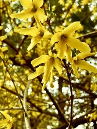 Close-up of yellow flowering plant