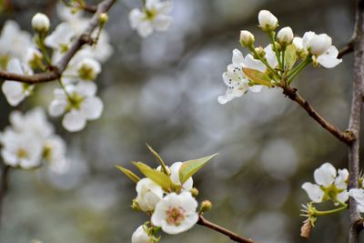 Close-up of white cherry blossoms in spring