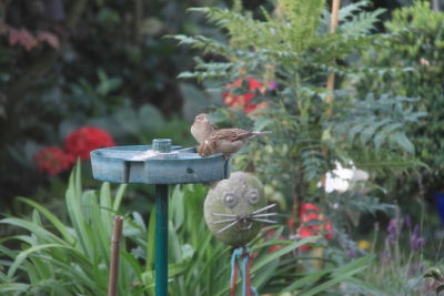 Close-up of bird perching on feeder