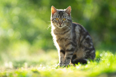 Cat sitting on a field