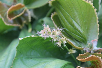 Close-up of flowers