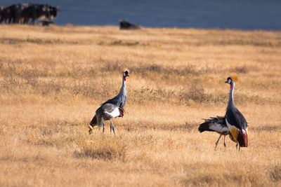 Crowned cranes in the grassland of the ngorongoro crater. safari concept. tanzania. africa