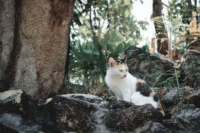 Cat sitting on tree trunk