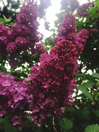 Low angle view of pink flowers