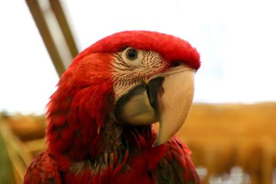 Close-up of parrot