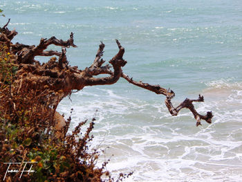 Dead tree by sea against sky