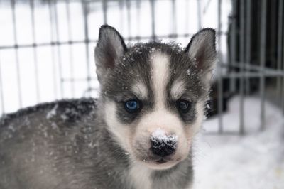 Close-up portrait of dog at home