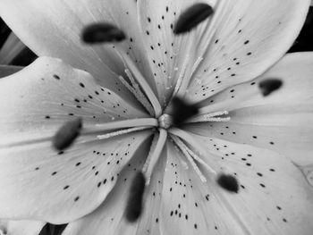 Macro shot of flower