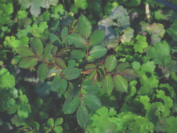 Full frame shot of leaves