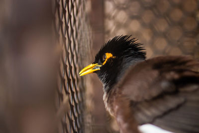 Close-up of a bird against wall