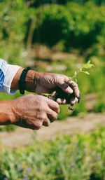 Cropped hands holding plant against trees