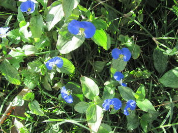 Close-up of purple flowers