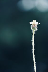 Close-up of white flowering plant