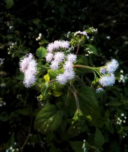 Close-up of white flowers blooming outdoors