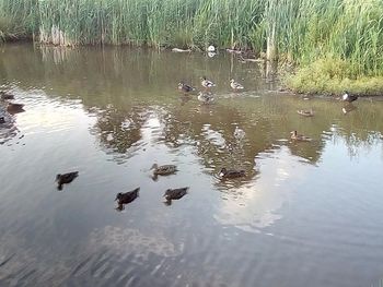 Ducks swimming in lake