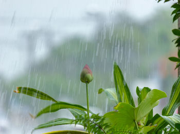 Close-up of wet plants